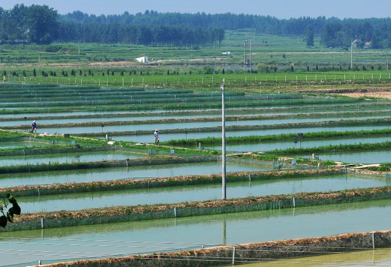 鱼苗  泥鳅，品种有台泥鳅，杂交泥鳅，本地土泥鳅，品种优良