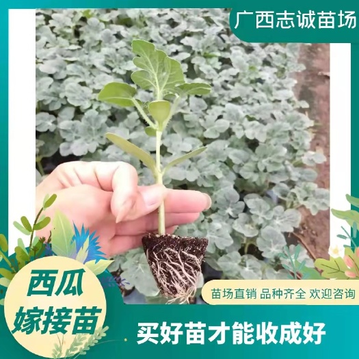 恭城县甜王西瓜苗  西瓜嫁接苗