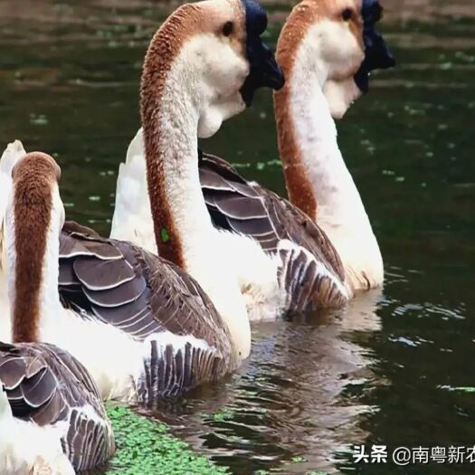 沭阳县 鹅苗，狮头鹅苗