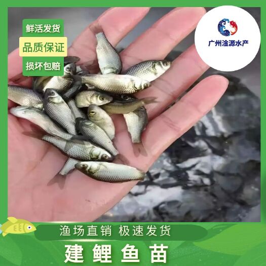 广州鲤鱼苗  建丰水花