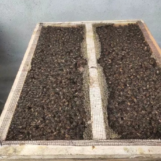 深圳意大利蜜蜂 意蜂
