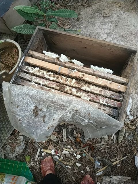 高州市意大利蜜蜂 龙记蜂蜜釆散蜜易管理