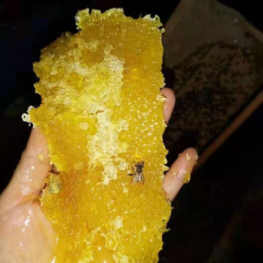 巴中四川正宗中华蜂土蜂蜜，五培子土蜂蜜
