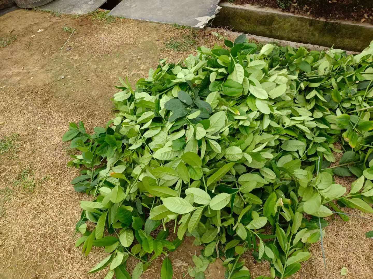 香水柠檬叶  青绿大片  味道足用于鱼生拌料等，全年有货！