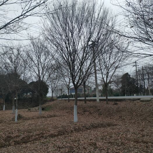 句容市红榉 