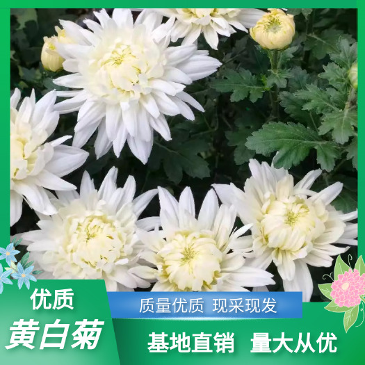 新沂市黄白菊  鲜切菊花，随定随采，保证质量，价格优惠