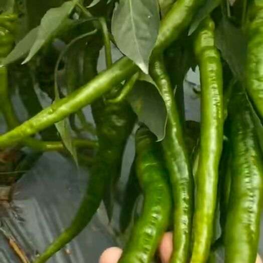 新化县螺丝辣椒苗 辣椒苗茄子苗苦瓜……及各菜苗