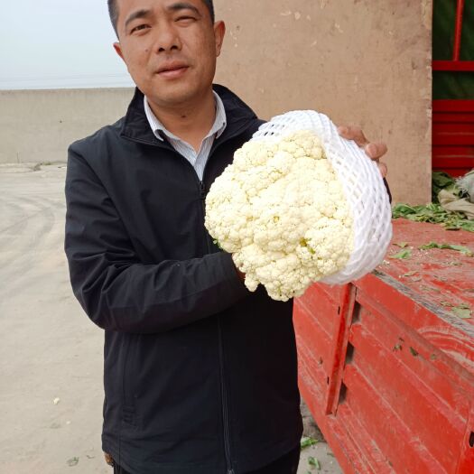 泾阳县白花菜花  河北有机花菜，欢迎采购