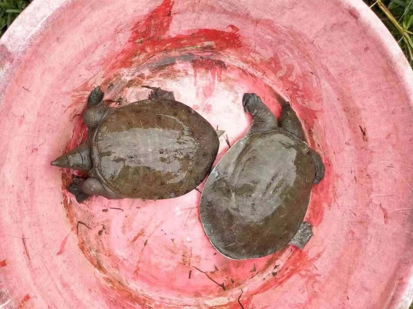 黄沙鳖 