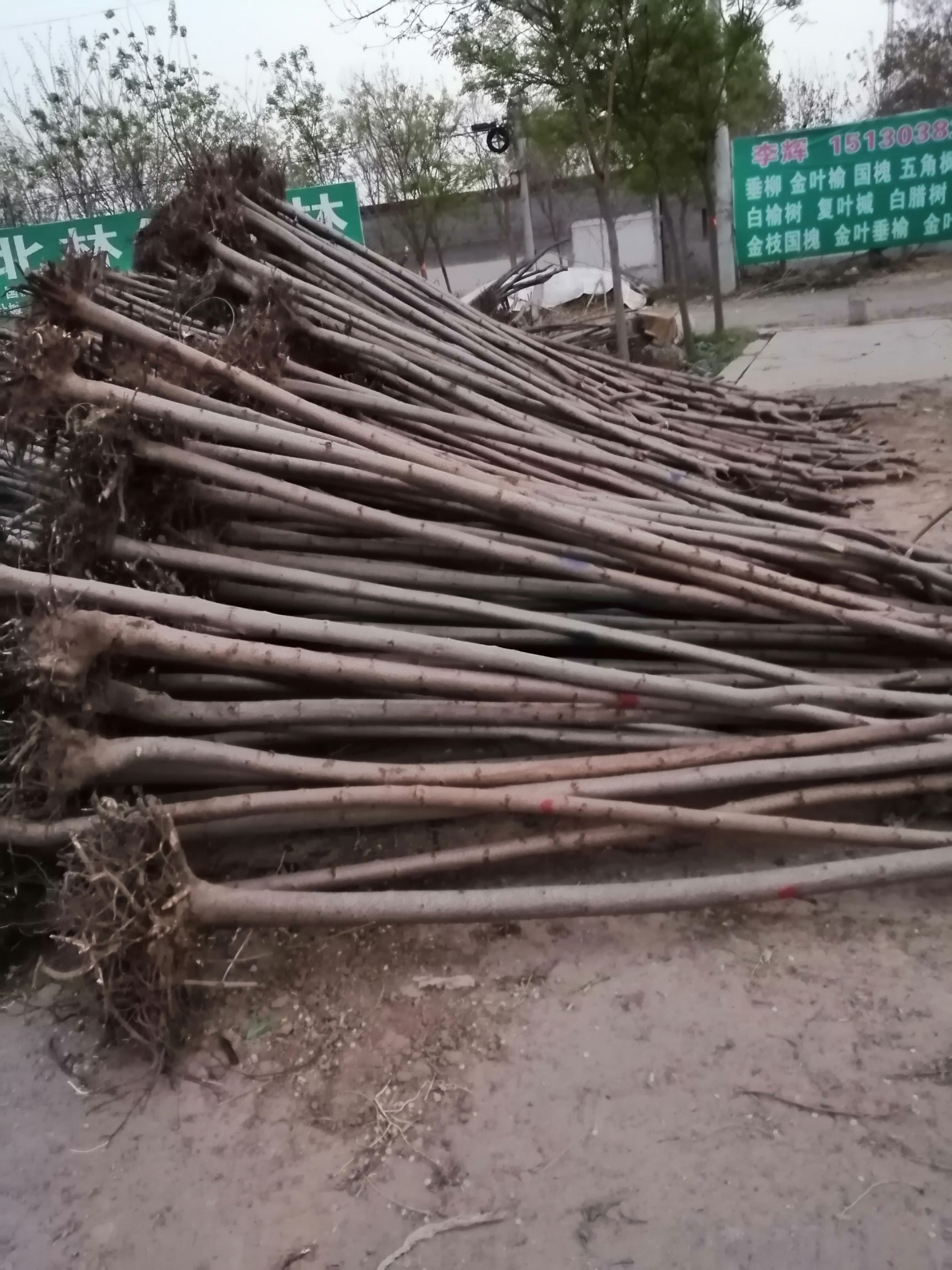 河北火炬树，2-3-4-5公分，量大产地直销。