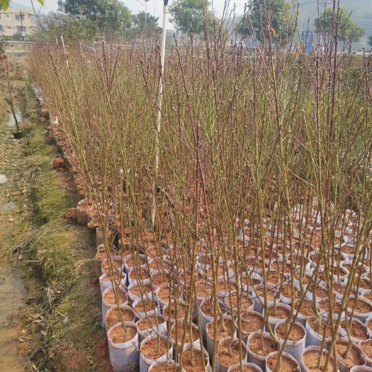 灵山县水蜜桃苗 南方水果树树苗 现货供应