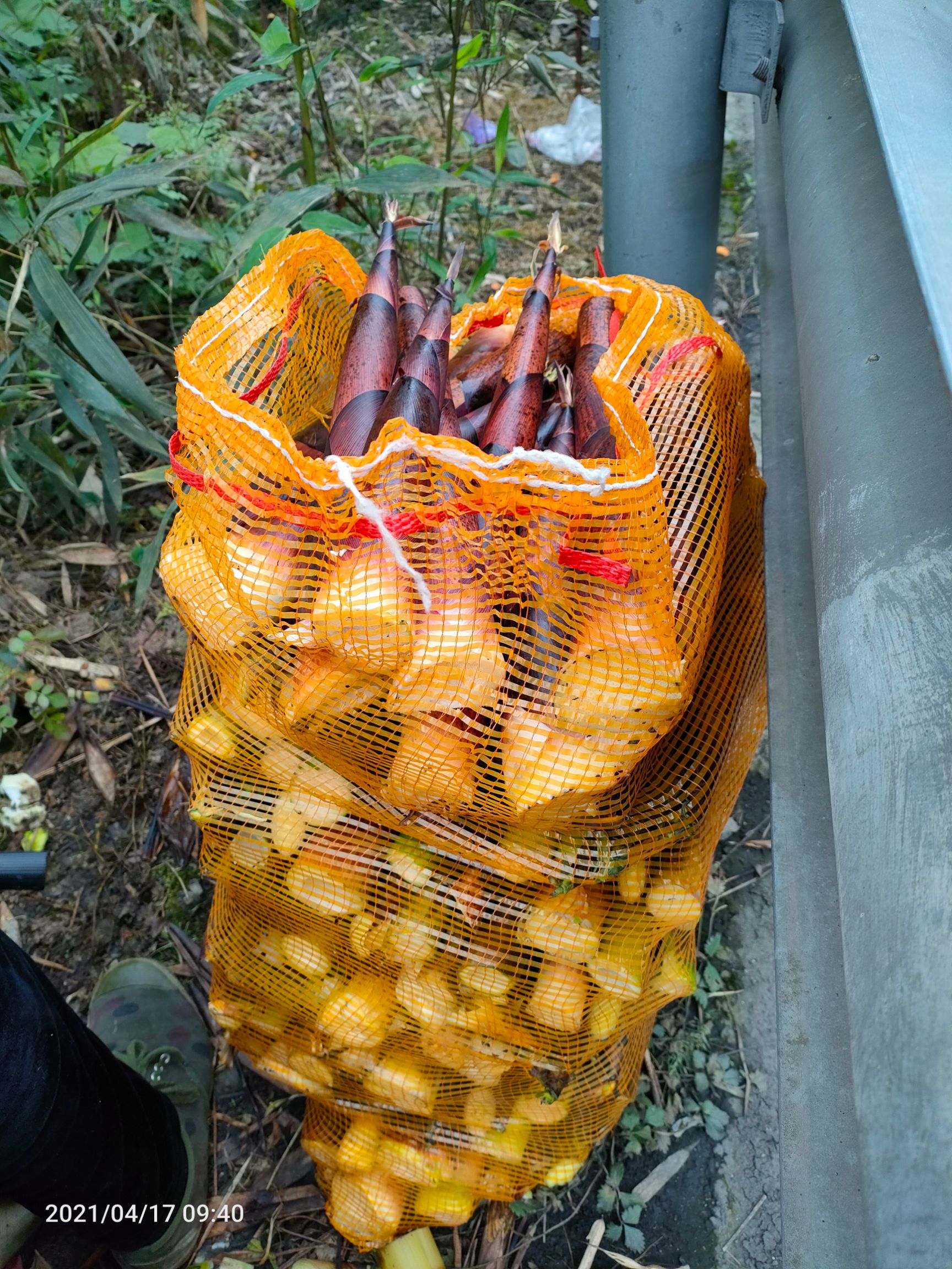 新鲜雷竹竹笋批发零售