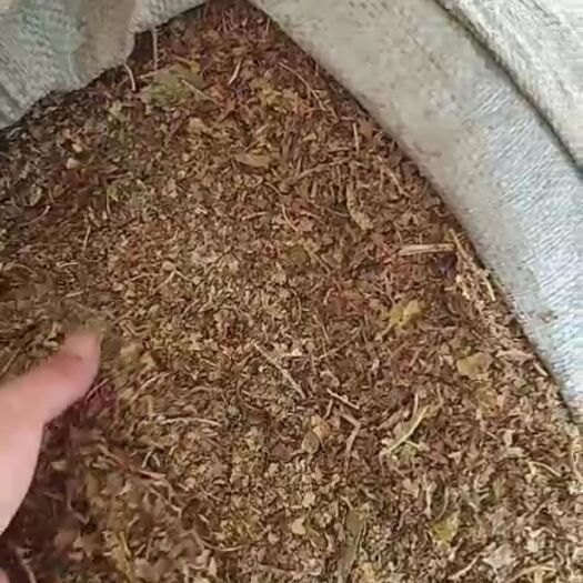 宁南县干冬霜黄桑叶