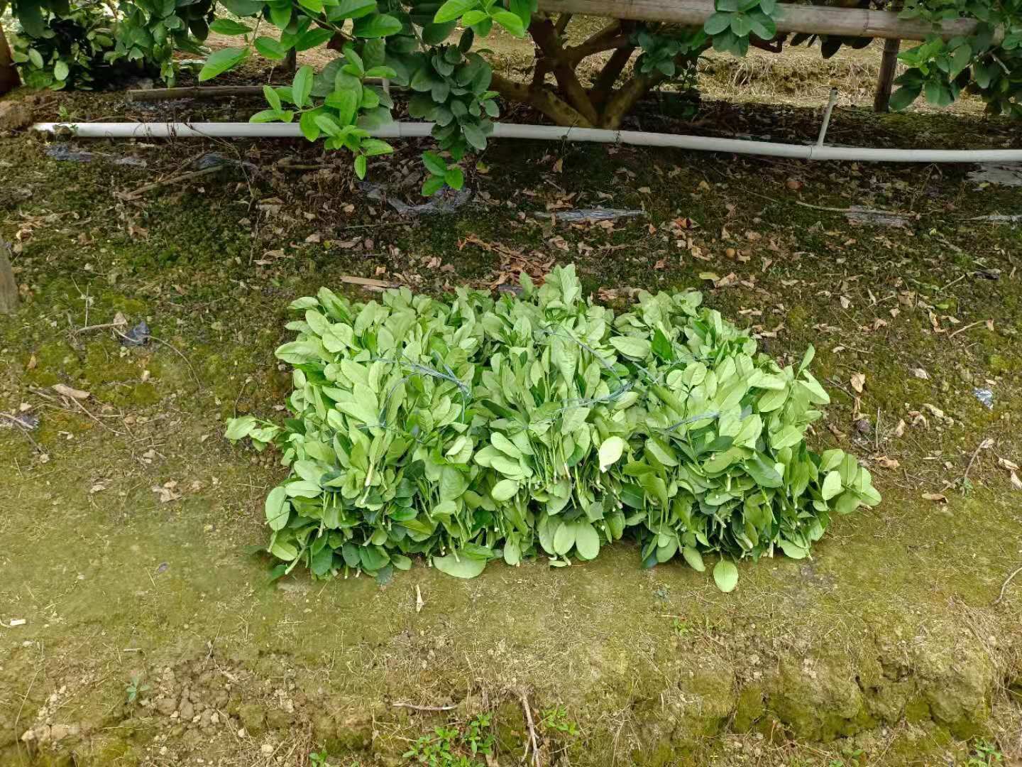 香水柠檬叶  青绿大片  味道足用于鱼生拌料等，全年有货！