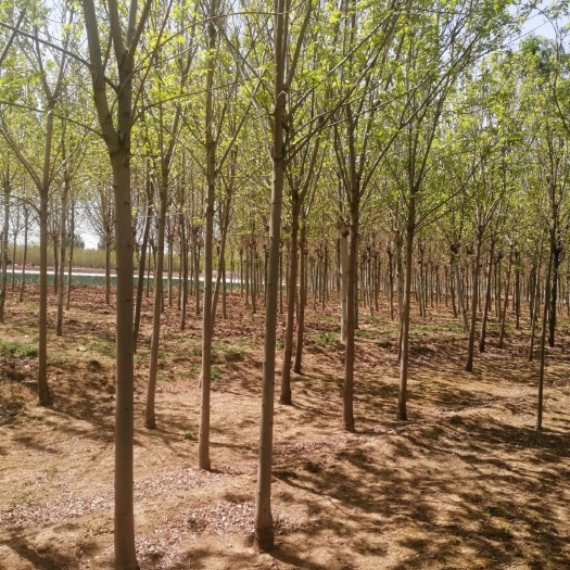 博野县出售8-10-12公分速生白蜡，老白蜡！定植苗，质量好！
