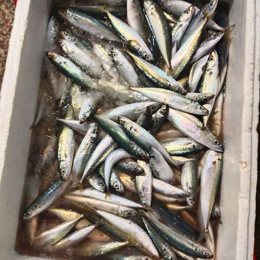 琼海市沙光鱼 灯光鱼