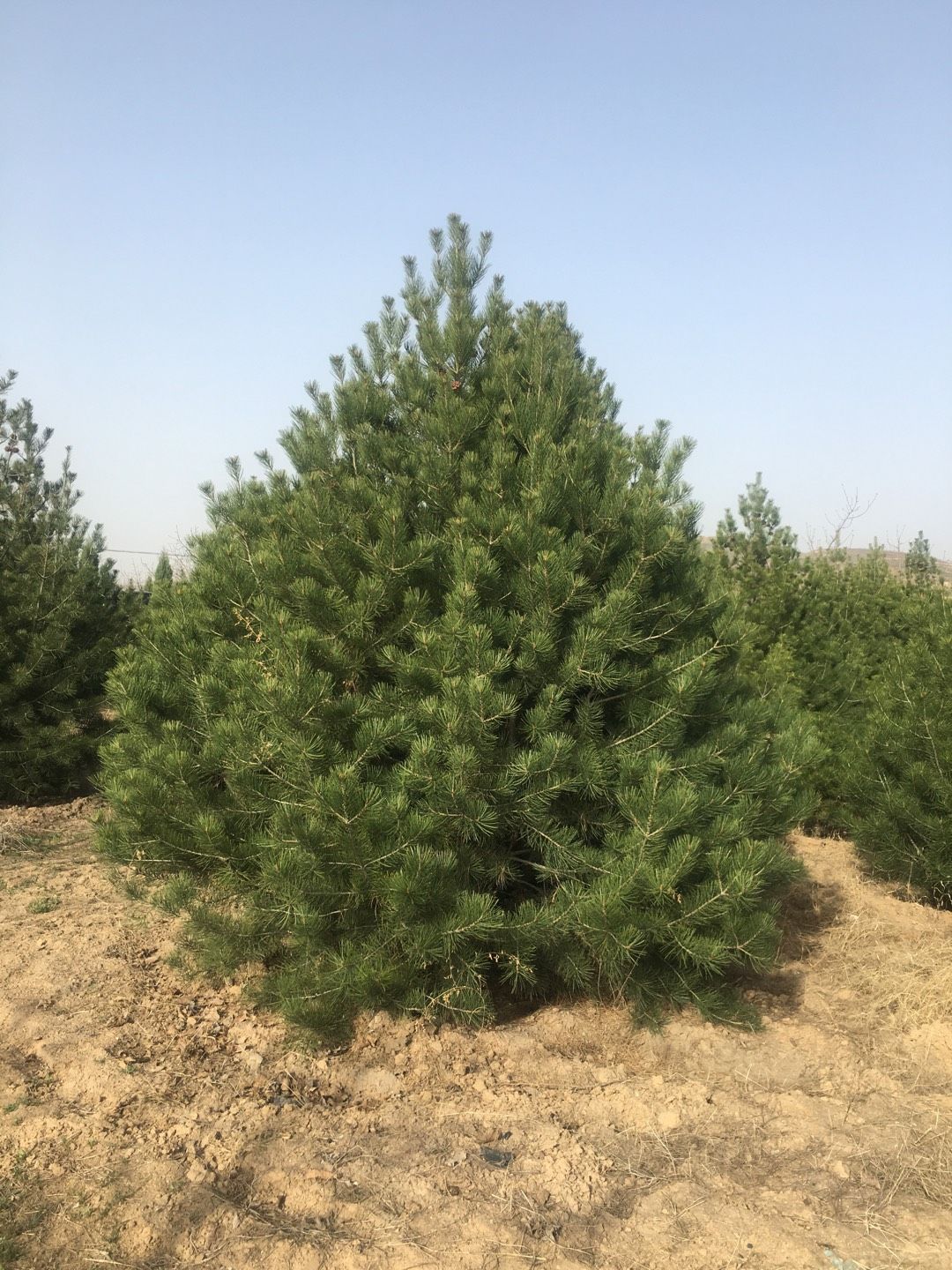 3.5米白皮松2米冠幅一级树，4米白皮松