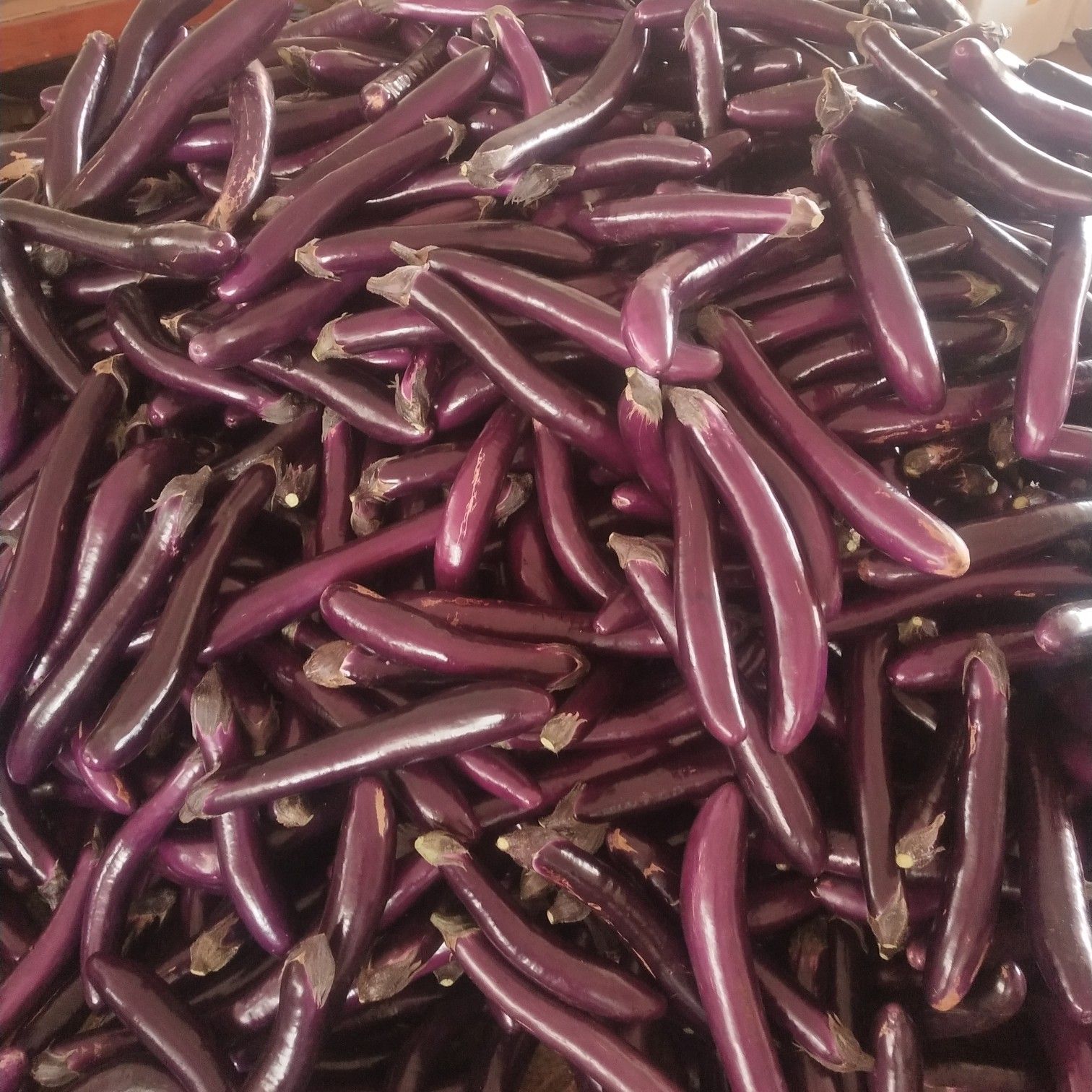 紫长茄 茄子大量走货中，通货价格低3毛4毛