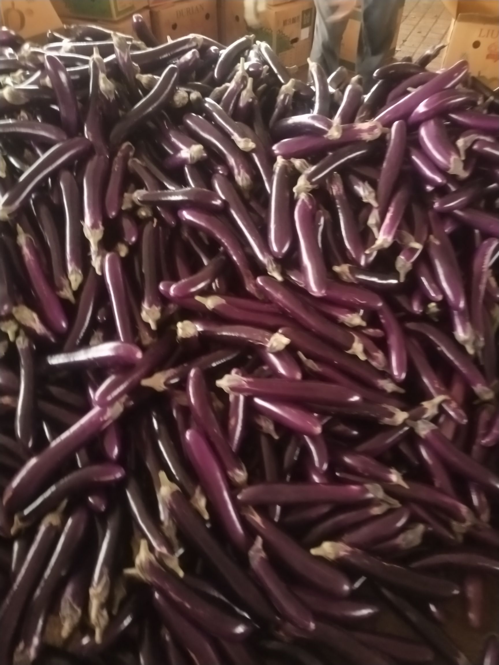 紫长茄 茄子大量走货中，通货价格低3毛4毛