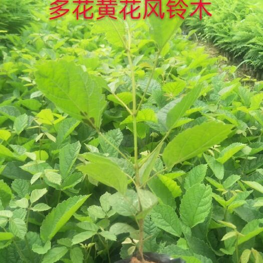 漳浦县 黄花多花风铃木