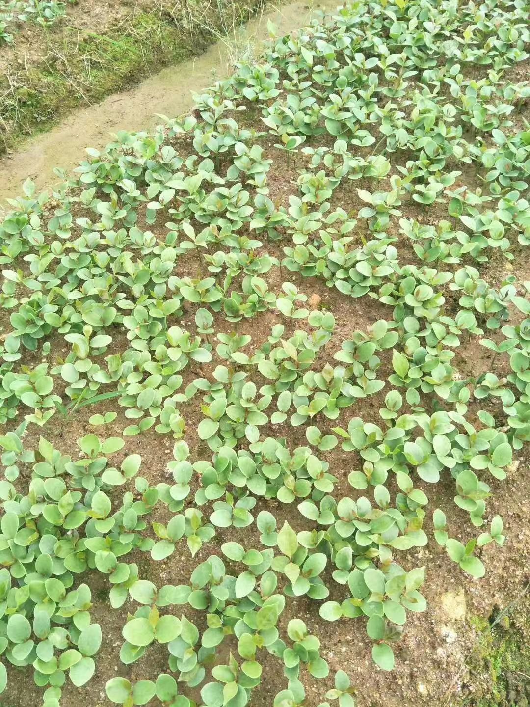 广西古龙大红八角树苗小苗幼苗种子苗入杯育苗用10000棵起批