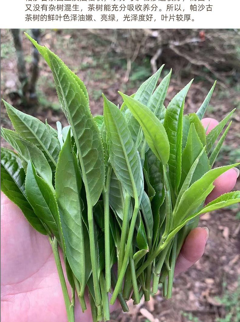 普洱   濃香老茶帕沙古樹(shù)茶200g茶生茶餅