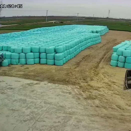 郯城县玉米青贮 