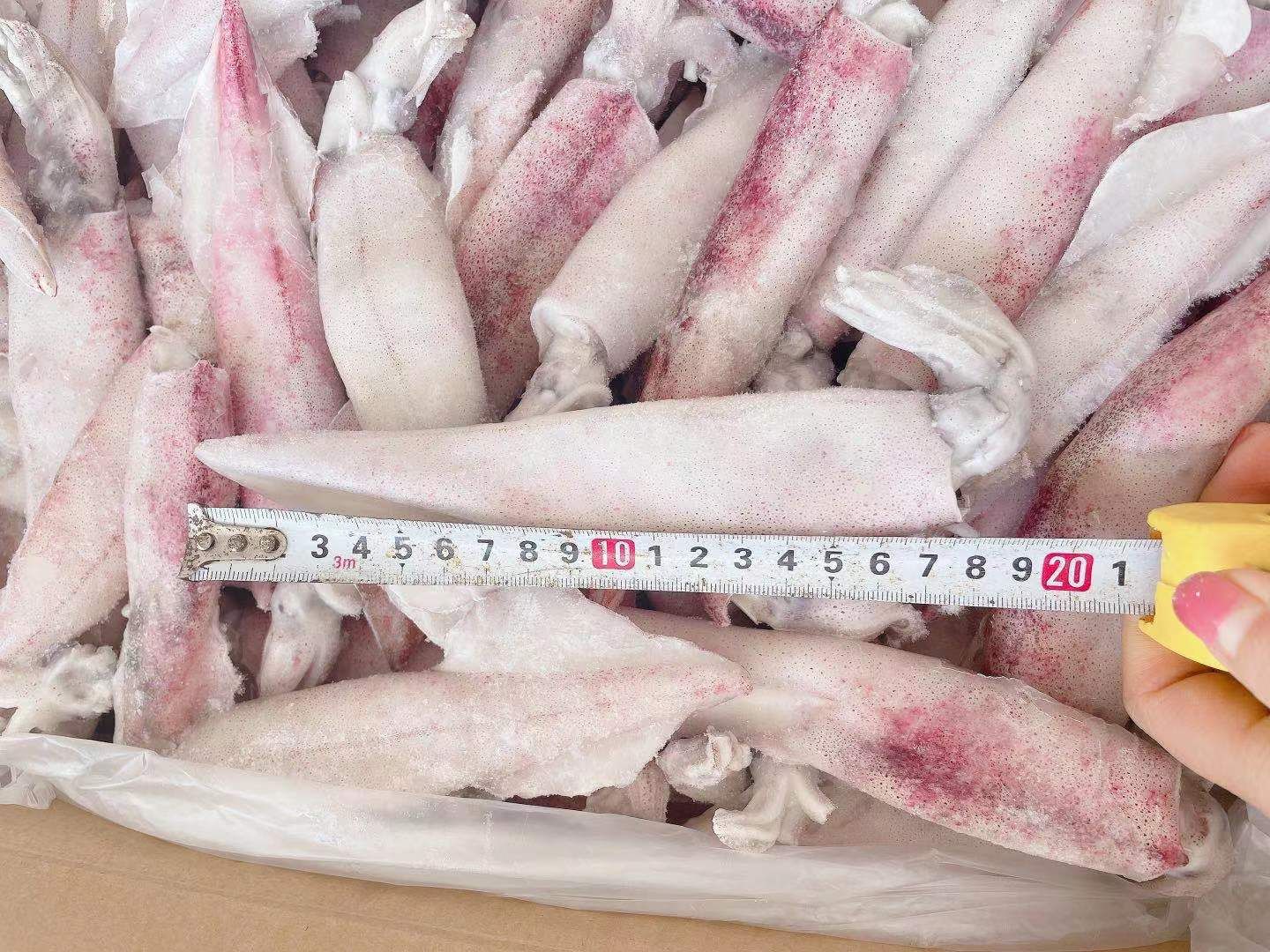  马来西亚笔管鱿鱼