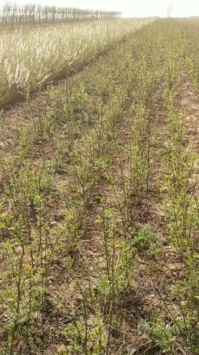 绛县文冠果树苗 0.2~0.5米 