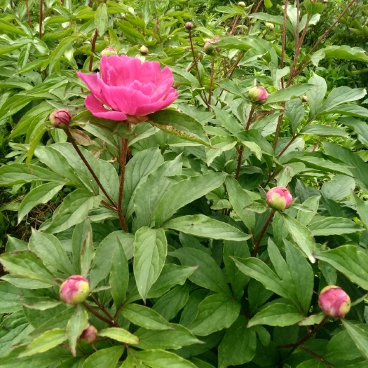 息县多花芍药 芍药花辨