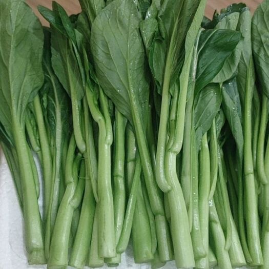 晋江市广州菜心  广东菜心