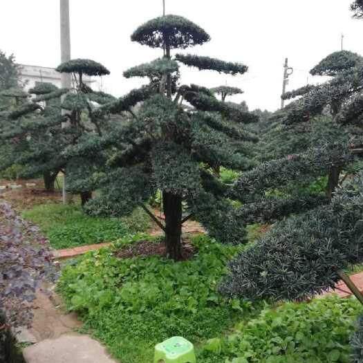 浏阳市造型罗汉松