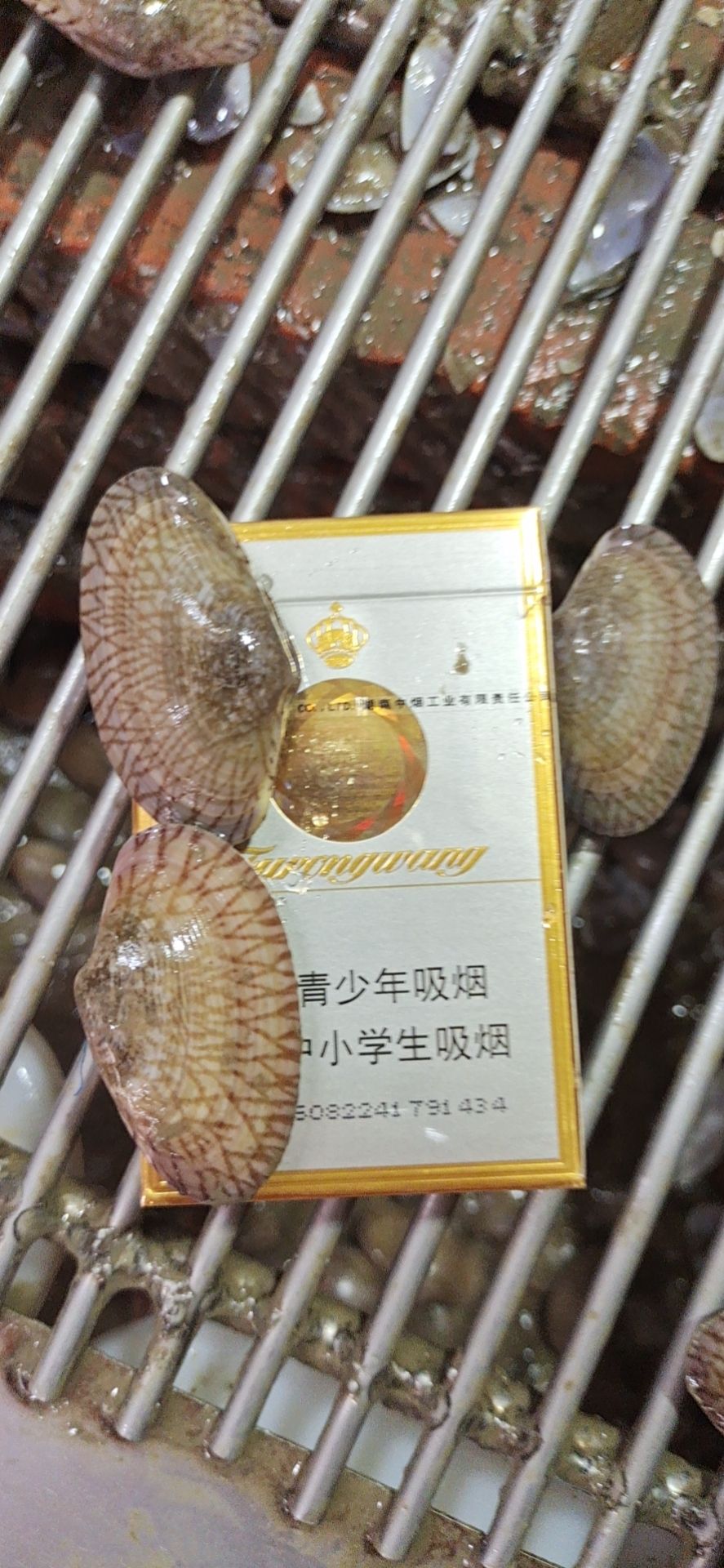 北海油蛤  蛤蜊 油甲 花甲  支持亚洲欧美中文日韩在线视频线上交易