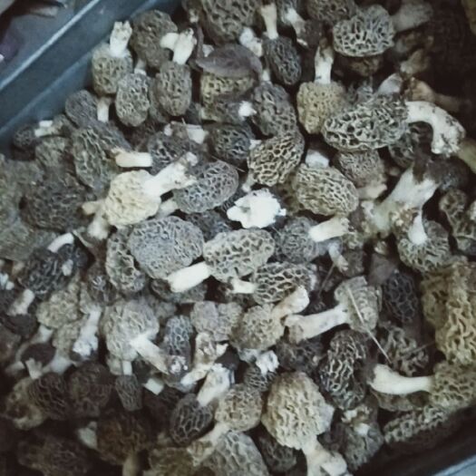 枣庄 野生羊肚菌干货