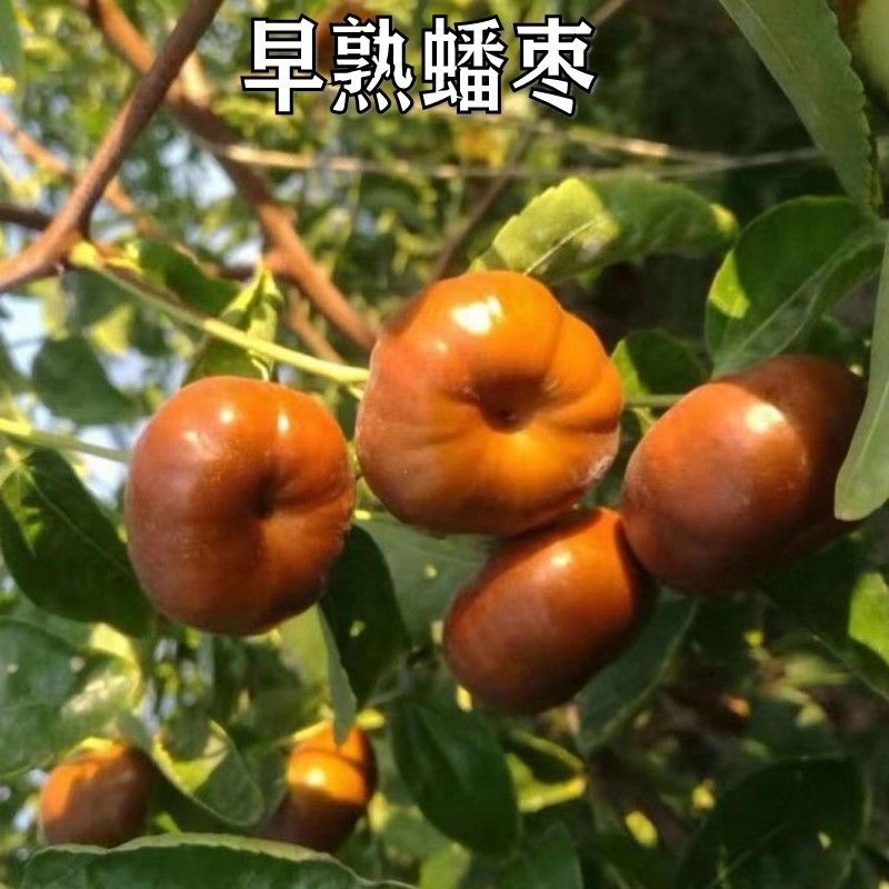 蟠枣苗 正宗潘枣树苗 果型大 口感脆 南北方种植早熟树苗 4.
