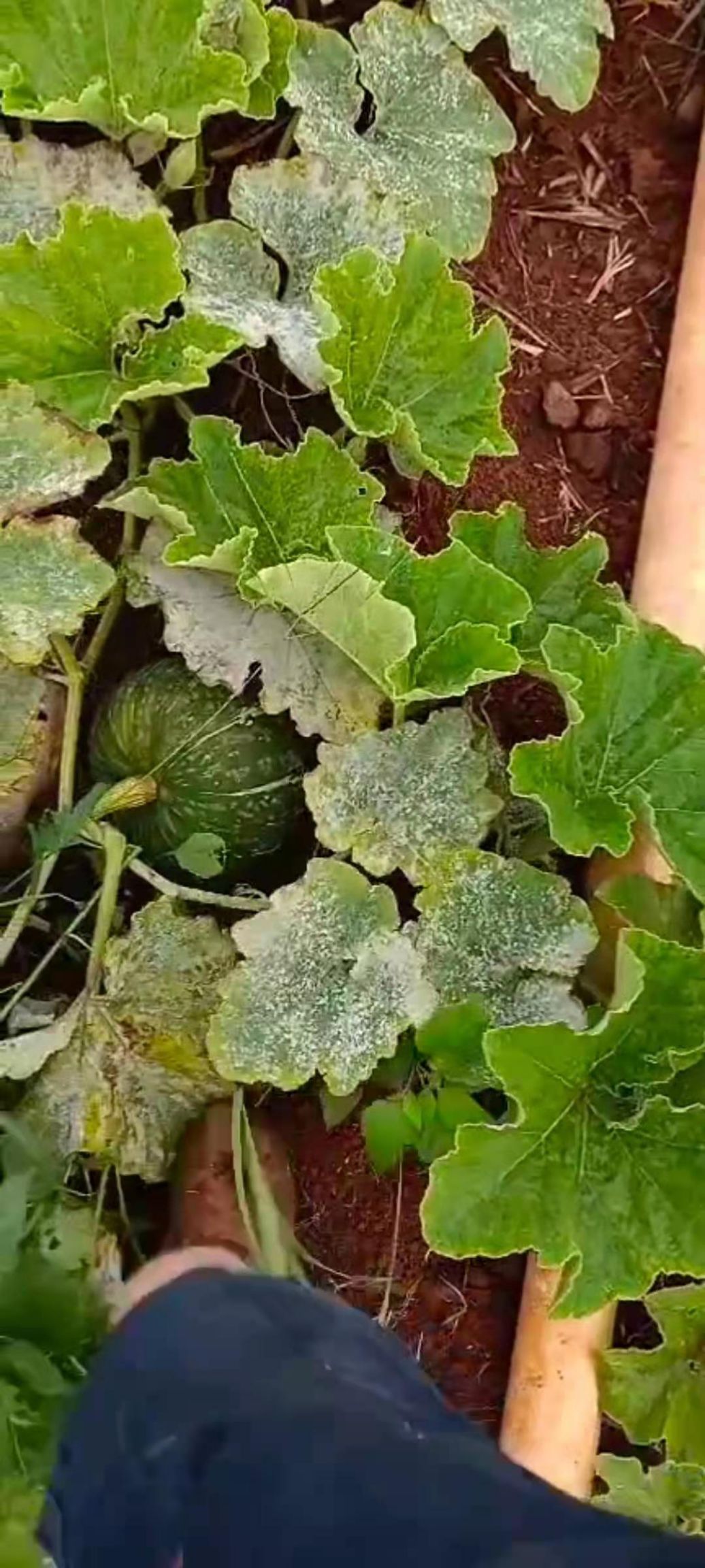 贝贝南瓜 自己种的