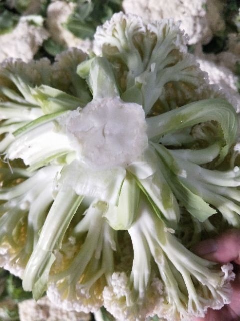 徐州白花菜花 徐州有机花大量上市了