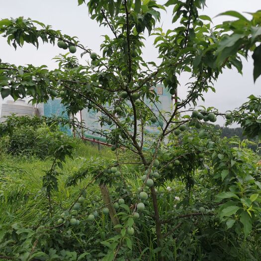藤县银妃三华李千亩大基地，优质中大果，欢迎老板来考察收购。