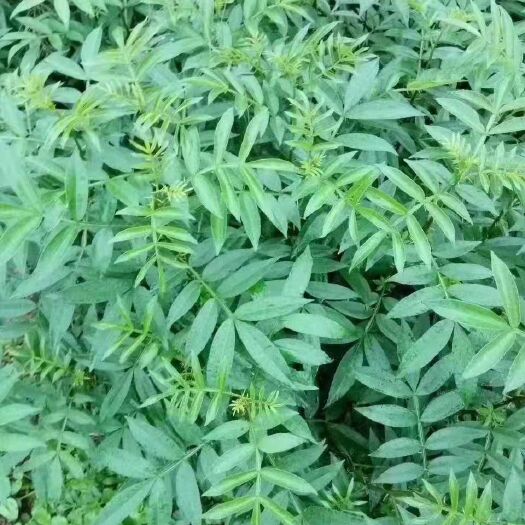 丘北县九叶青花椒苗  供应九叶青花椒