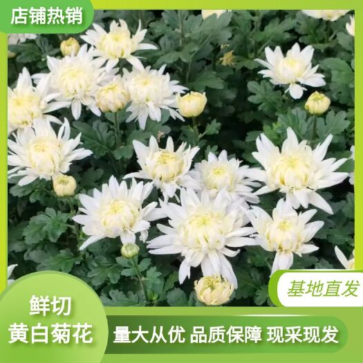 新沂市黄白菊  鲜切菊花  自家种植产地直销  货源充足