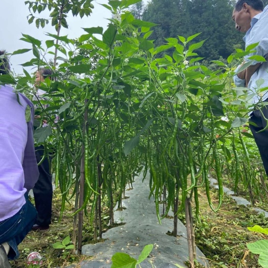 绵阳线椒种子辣椒种子长辣椒种子二金条种子浅绿色顺直