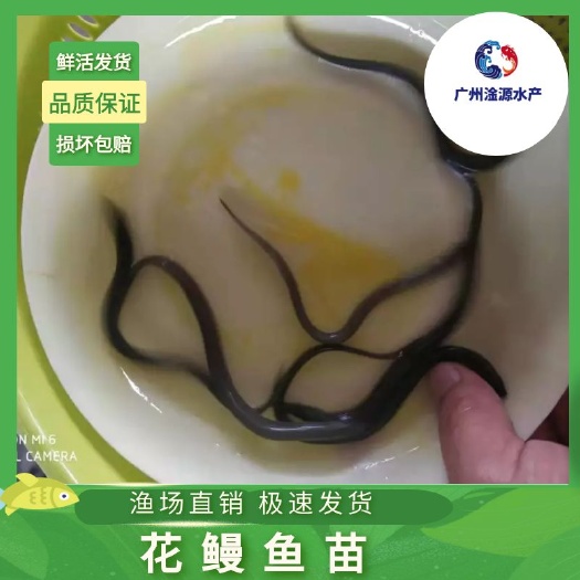 广州大量出售优质鳗鱼苗(白鱔鱼苗)。