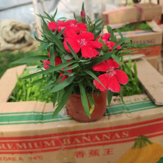 青州市五彩石竹  基地直供大花石竹美国石竹