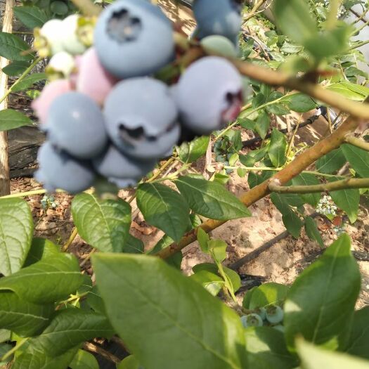凤城市蓝莓