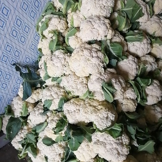 徐州白花菜花 白菜花青梗有机