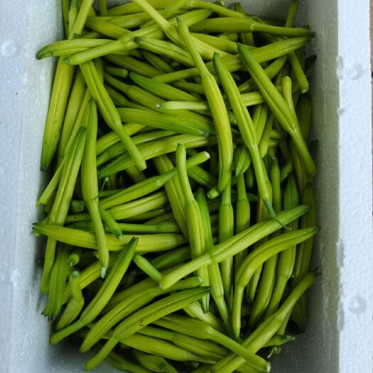 新泰市 黄花菜