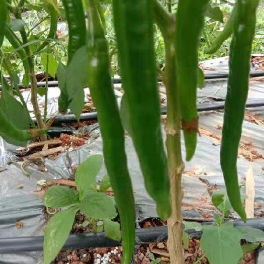罗定市线椒