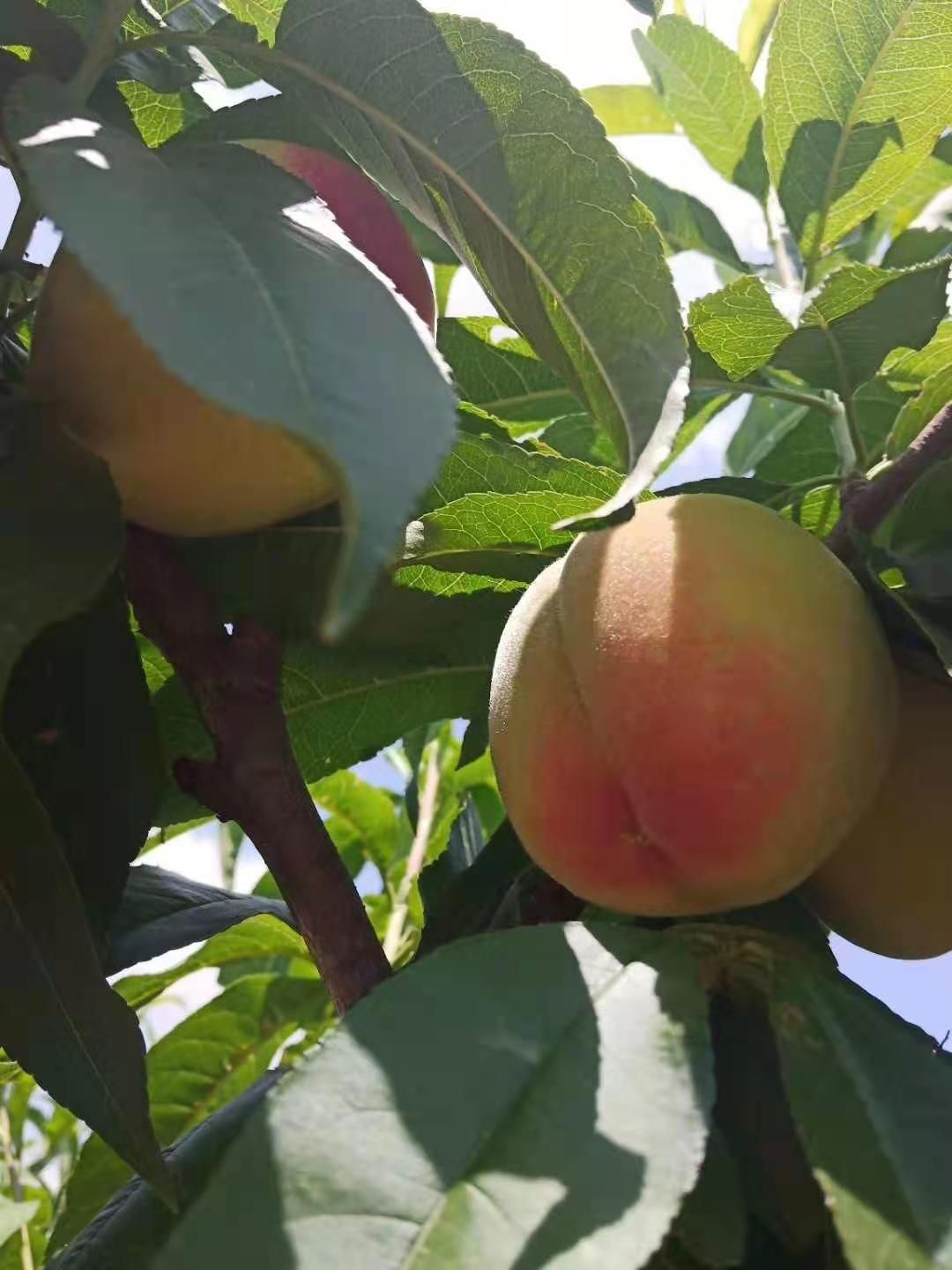 突围桃  毛桃主产地各类毛桃口感脆甜成招全国批发采购商保质保量诚信第一