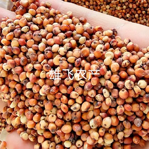 荆州红高粱  高粱高梁酿酒好原料粮食干净饱满标准定量包