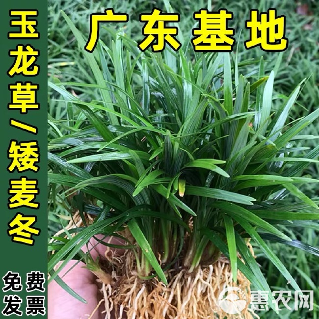 玉龙草